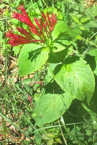 Spigelia longiflora (Spigelia longiflora)