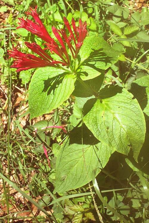 Spigelia longiflora: Spigelia longiflora flowering plant