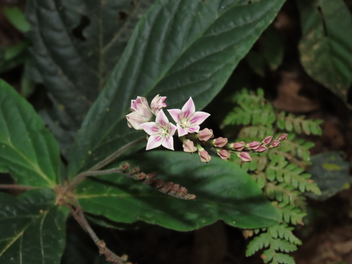 Spigelia macrophylla (Spigelia macrophylla)