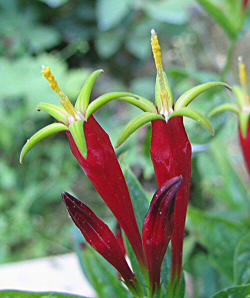 Woodland pinkroot (Spigelia marilandica)