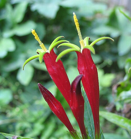Woodland pinkroot (Spigelia marilandica)