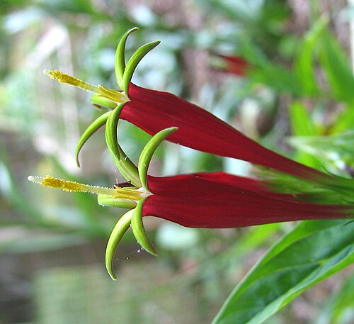 Woodland pinkroot: Spigelia marilandica (woodland pinkroot) - flowers