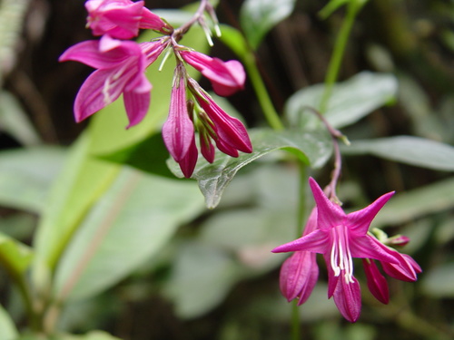 Spigelia pedunculata (Spigelia pedunculata)