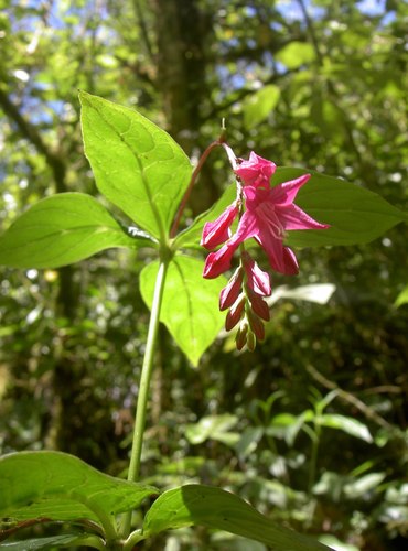 Spigelia pedunculata (Spigelia pedunculata)