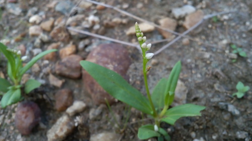 Spigelia polystachya (Spigelia polystachya)