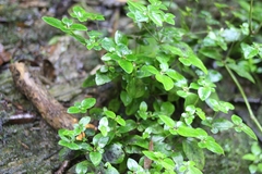Spigelia pusilla (Spigelia pusilla)