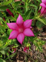 Spigelia scabrella (Spigelia scabrella)