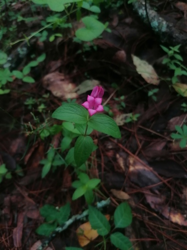 Spigelia scabrella (Spigelia scabrella)