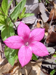 Spigelia scabrella (Spigelia scabrella)