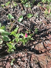 Spigelia scabrella (Spigelia scabrella)