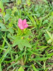 Spigelia scabrella (Spigelia scabrella)