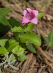 Spigelia scabrella (Spigelia scabrella)