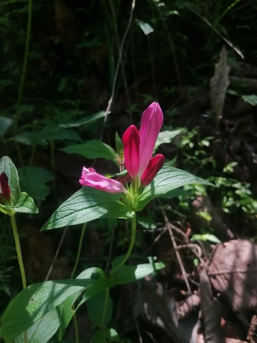 Spigelia scabrella (Spigelia scabrella)