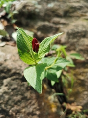 Spigelia scabrella (Spigelia scabrella)