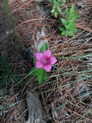 Spigelia scabrella (Spigelia scabrella)