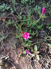 Spigelia scabrella (Spigelia scabrella)
