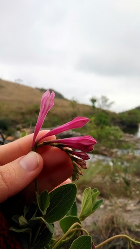 Spigelia sellowiana (Spigelia sellowiana)