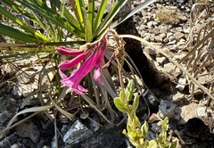 Spigelia sellowiana (Spigelia sellowiana)