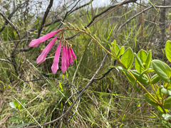 Spigelia sellowiana (Spigelia sellowiana)