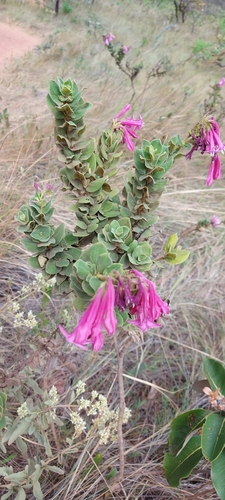 Spigelia sellowiana (Spigelia sellowiana)