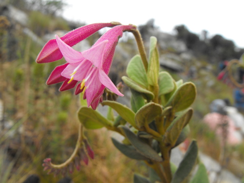 Spigelia sellowiana (Spigelia sellowiana)