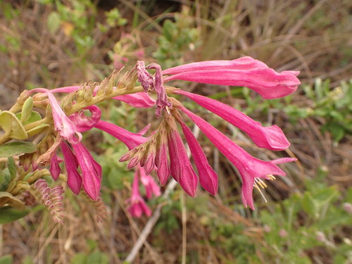 Spigelia sellowiana (Spigelia sellowiana)