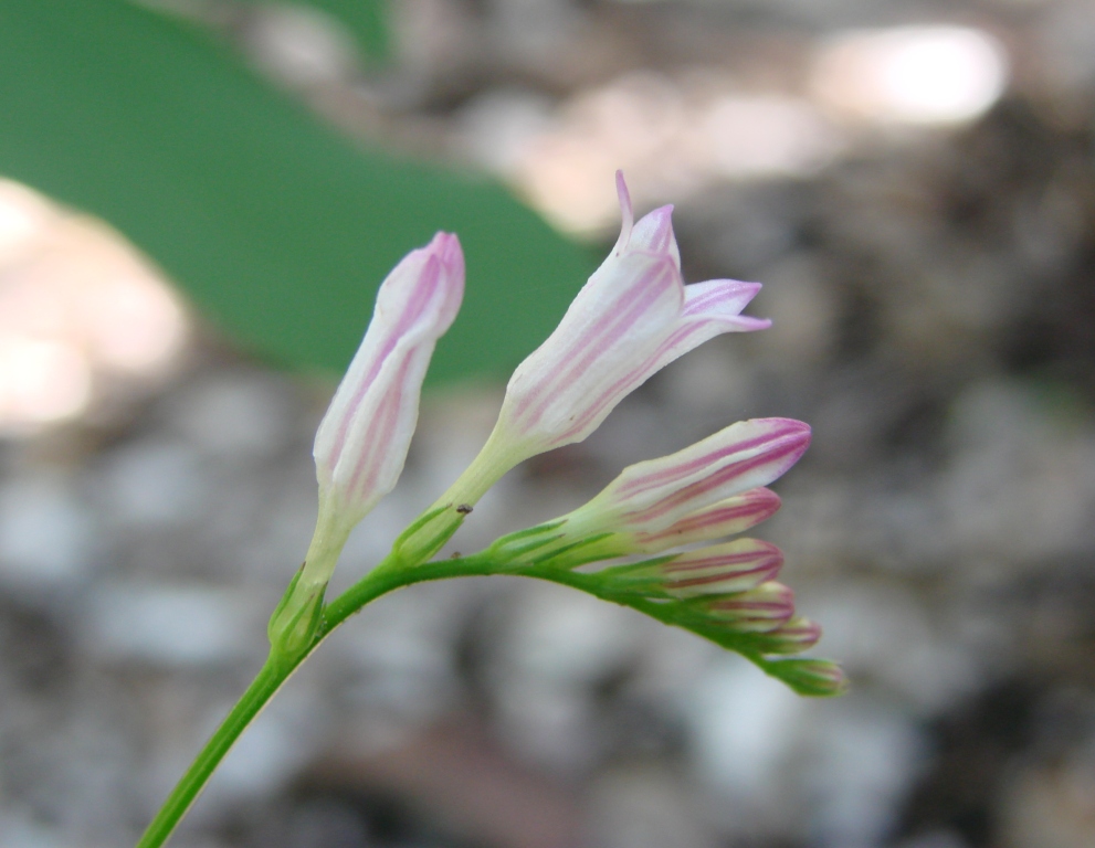 Spigelia spartioides: Spigelia spartioides - LOGANIACEAE Parque Nacional da Chapada dos Veadeiros - Cavalcante - Goiás - Brasil.