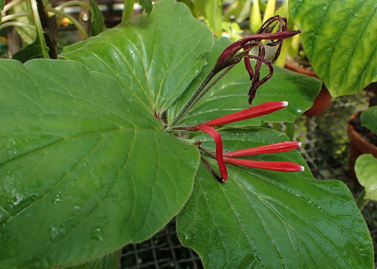 Spigelia splendens: Spigelia splendens in Alter Botanischer Garten der Universität Göttingen