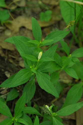 Texas pinkroot (Spigelia texana)