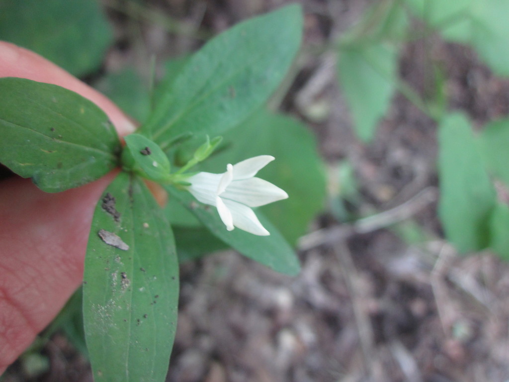 Texas pinkroot (Spigelia texana)