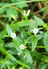 Texas pinkroot (Spigelia texana)