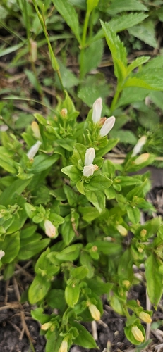 Texas pinkroot (Spigelia texana)