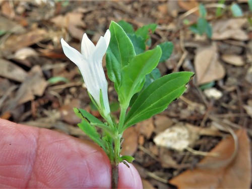 Texas pinkroot (Spigelia texana)
