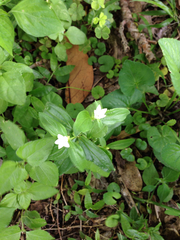 Texas pinkroot (Spigelia texana)
