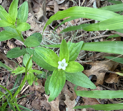 Texas pinkroot (Spigelia texana)