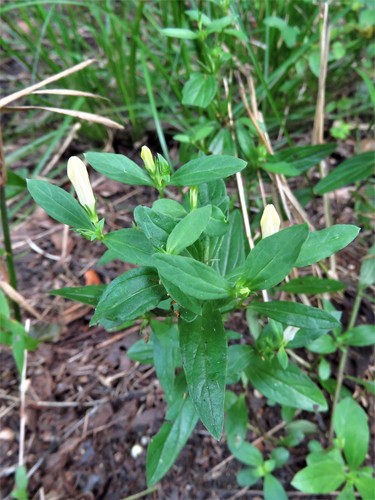 Texas pinkroot (Spigelia texana)