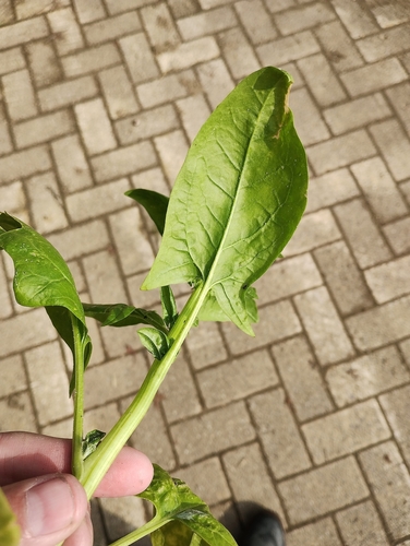 Spinach (Spinacia oleracea)