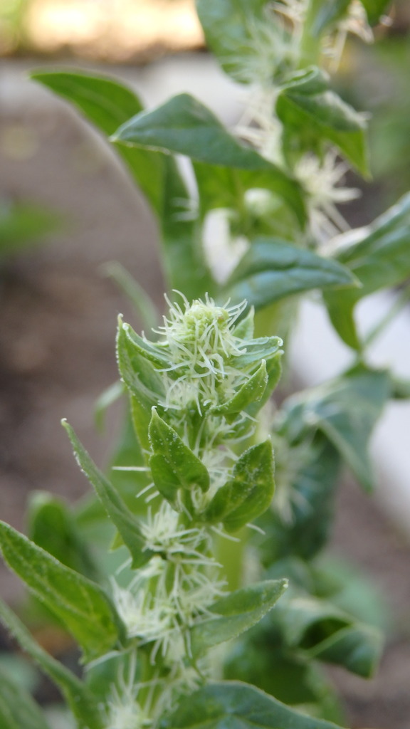 Spinach (Spinacia oleracea)