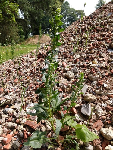 Spinach (Spinacia oleracea)