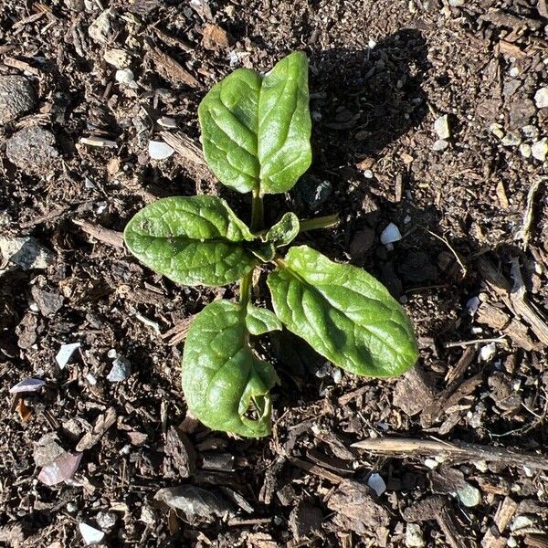 Spinach (Spinacia oleracea)