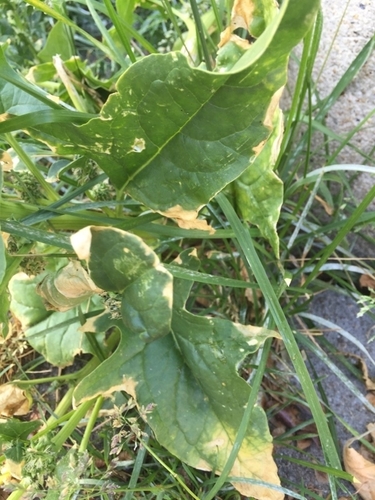 Spinach (Spinacia oleracea)