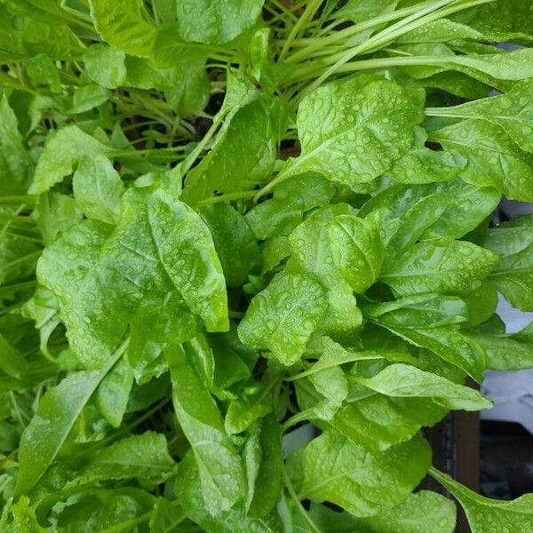 Spinach (Spinacia oleracea)