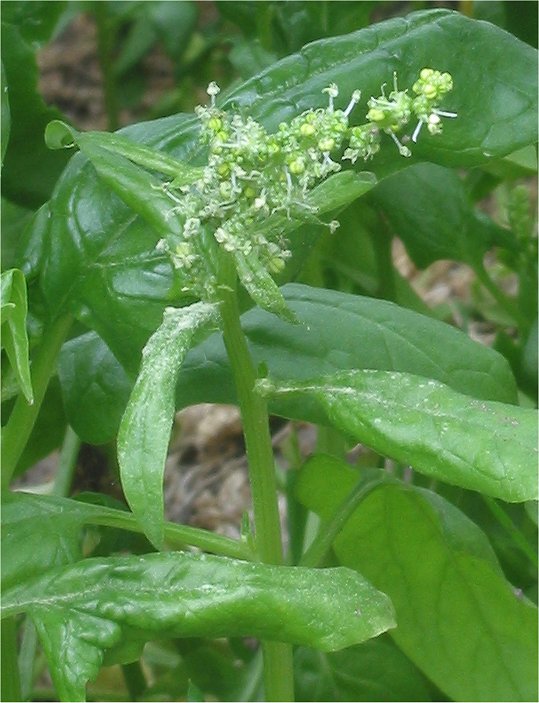 Spinach: Spinacia oleracea flowering