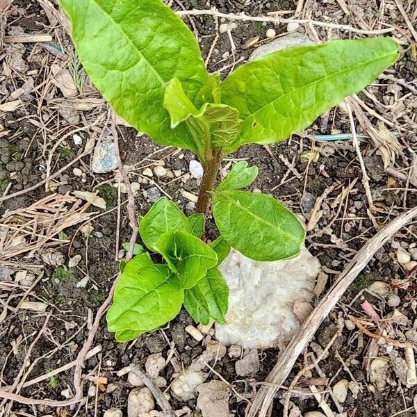 Spinach (Spinacia oleracea)