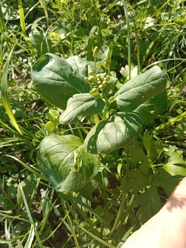 Spinach (Spinacia oleracea)