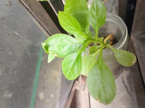 Spinach (Spinacia oleracea)