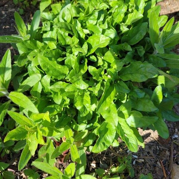 Spinach (Spinacia oleracea)