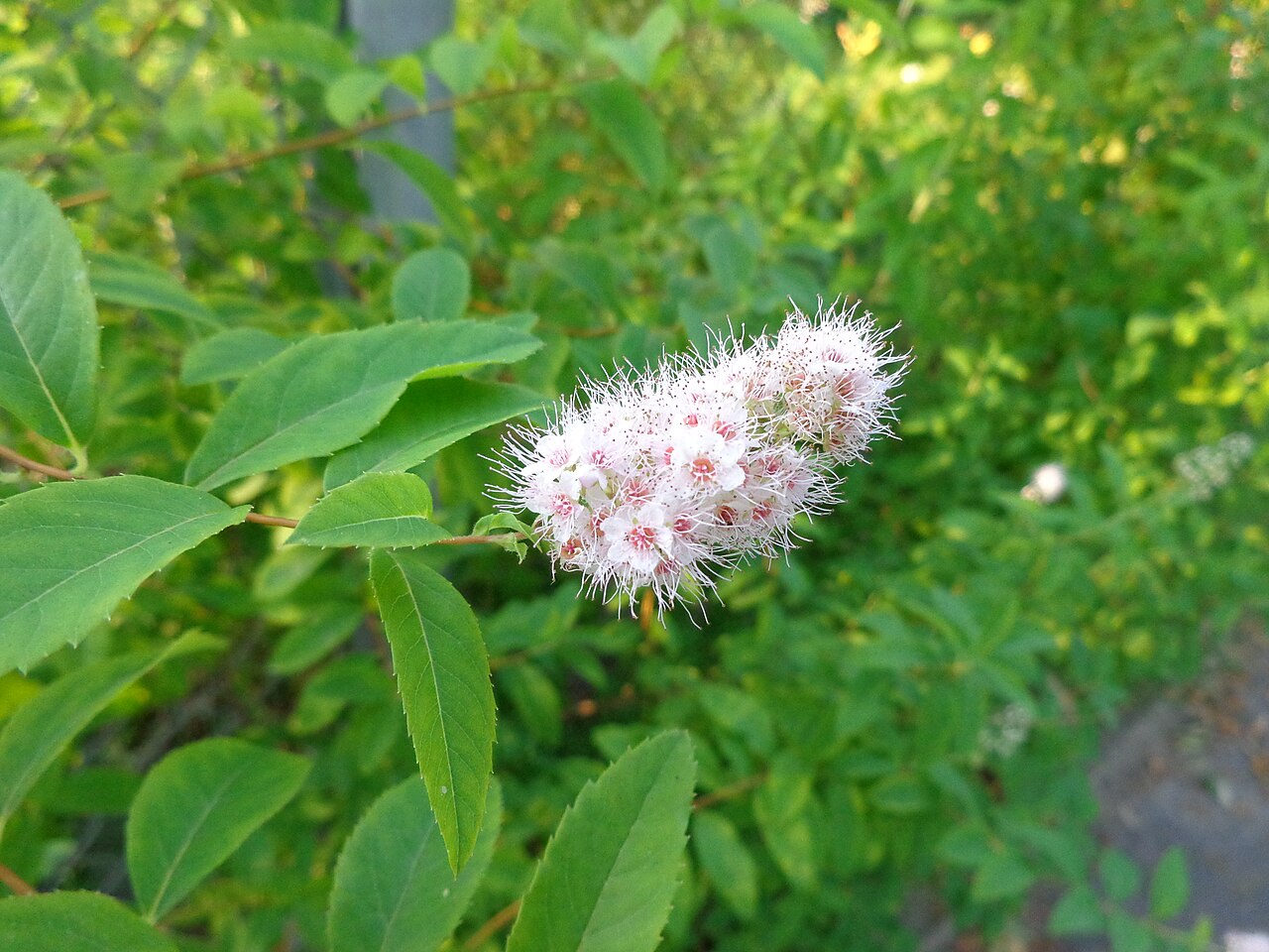 White meadowsweet: Spiraea alba. Found in Latvia.
