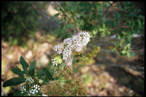 White meadowsweet: Spiraea alba 3-eheep