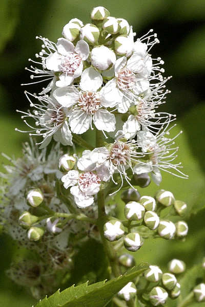 White meadowsweet: Spiraea alba from Commanster, Belgian High Ardennes .